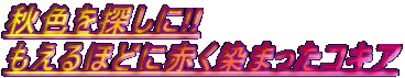 秋色を探しに!! もえるほどに赤く染まったコキア 