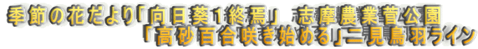 季節の花だより「向日葵1終焉」 志摩農業菅公園 「高砂百合咲き始める」二見鳥羽ライン