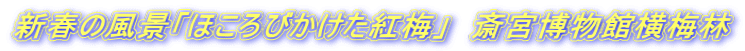 新春の風景「ほころびかけた紅梅」　斎宮博物館横梅林