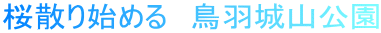 桜散り始める　鳥羽城山公園