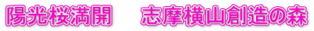 陽光桜満開　　志摩横山創造の森