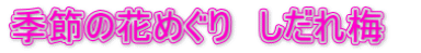 季節の花めぐり　しだれ梅　